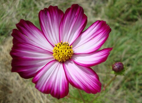 Cosmos, fleur