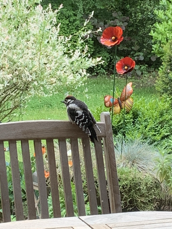 Ein junger Buntspecht zu Besuch. Erkennbar an der roten Hutkappe. Der Papa hat den Fleck im Nacken. Mama hat keinen.