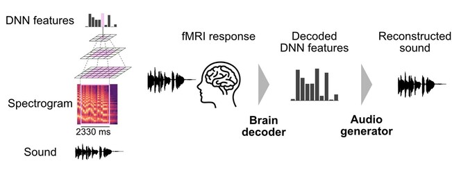 Schematic overview of the proposed sound reconstruction pipeline. Left:  DNN feature extraction from sound. A deep neural network (DNN) extracts auditory features at multiple levels of complexity using a hierarchical framework. Right: Sound reconstruction. The reconstruction pipeline starts with decoding DNN features from fMRI responses using trained brain decoders. The audio generator then transforms these decoded features into the reconstructed sound.