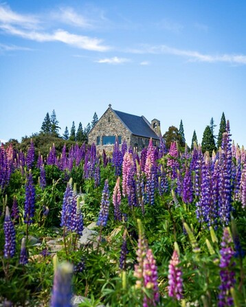 Church of the Good Shepherd surrounded by blooming lupines on the shores of Lake Tekapo, New Zealand, its stone walls standing proudly against turquoise waters and snow-dusted peaks beneath a clear blue sky.