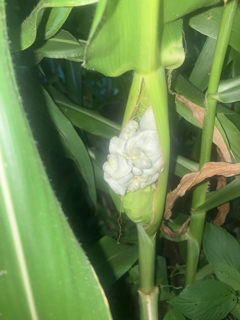 Corn smut growing on a stalk of sweet corn. The bulbous pale blue gray fungus is supposed to be a culinary specialty.