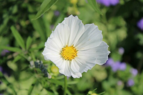 Close up of a white multi-petal bloom with a yellow center with its leaves blurred beneath it. Other nearby plants and flowers are blurred in the background.