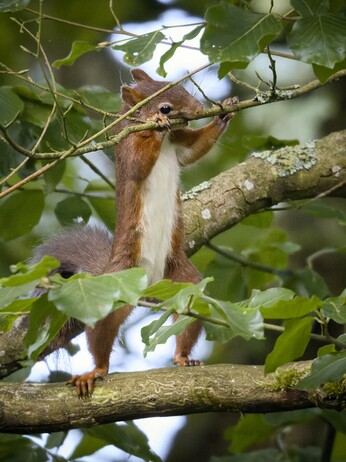 A red squirrel standing upright on a tree branch, gripping a thinner twig with its front paws and teeth. The background is filled with green leaves and soft natural light.