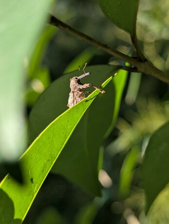 Orthorhinus