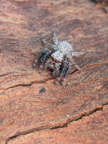 Servaea incana