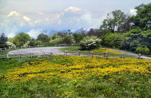 Beneath a soft blue sky with fluffy white clouds we are standing on a rolling meadow of lush green grass sprinkled with hundreds of yellow daffodils. Just ahead a dirt road to the summit culminates in a scenic little circle mostly surrounded by a decorative rustic log fence. Flowering trees in and around the circle added bright white blossoms to the floral display. Beyond the trees, another mountain range miles off can be glimpsed through the shredding and dissolving storm clouds.