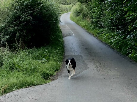 The Collie realises he has to get back for his dental stick
