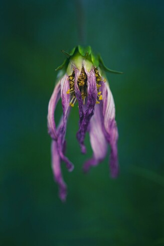 A dying pink flower, it's petals withering, on a green background.