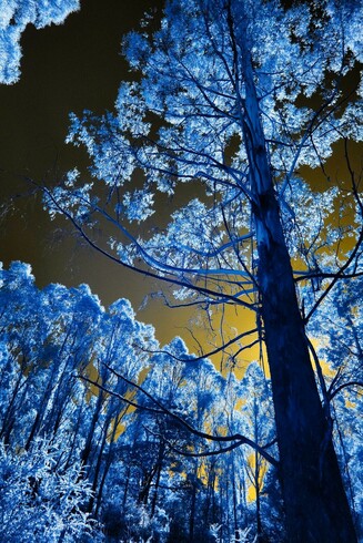 Trees in Macedon, Victoria, take on an ethereal and almost otherworldly quality when captured through infrared photography. In this technique, foliage reflects infrared light and appears in luminous shades of white or soft pastel tones, transforming the region’s tall eucalypts, oaks, and ornamental trees into ghostly sculptures against deep, inky skies. The dramatic contrast highlights the intricate textures of bark and leaves, making even familiar trees seem dreamlike. In autumn or winter, when mist clings to Mount Macedon’s slopes, infrared images of its trees can evoke a surreal stillness—where nature feels both timeless and quietly enchanted.