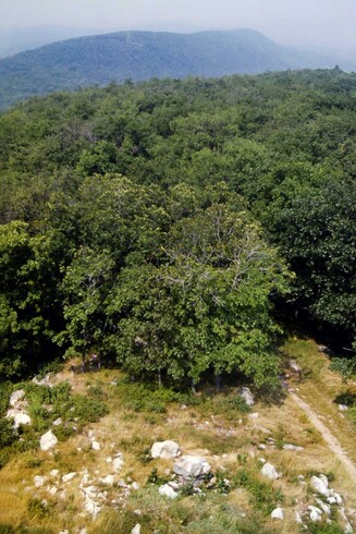 A hazy whitewashed summer sky. We are high atop a fire tower looking down at the crest of a mountain. Just below us is a parched overgrown field covered with tall golden brown grass, olive toned leafy shrubs and scattered light gray boulders. Just beyond are the treetops of a forest that covers the remainder of the ridge crest, which dips into a low sag and then climbs to another long, flat-topped ridge that gradually dissolves into the haze and humidity.