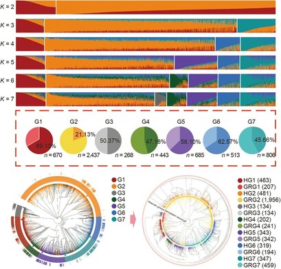 Diagrams representing the seven core heterotic groups differentiated in maize germplasm from China, showing regionality and uniqueness at the genomic level.