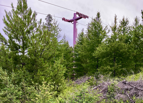 Brush gives way to trees and then, at center, a pink ski lift tower, all beneath a cloudy sky.