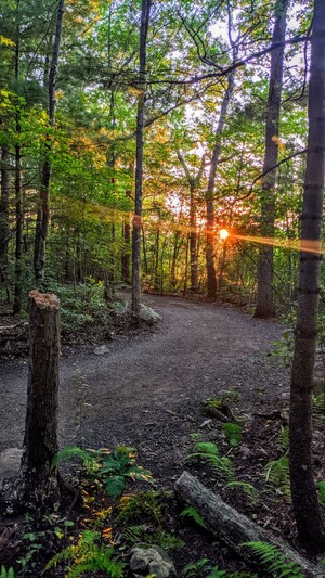 Beneath a soft blue evening sky we are walking along a dirt and gravel road through a leafy forest carpeted with ferns. Just ahead the road makes a graceful arc to our left as straight ahead the late day sun is shining through the trees.