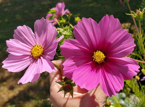 Two vibrant pink cosmos flowers with yellow centers, held by a human hand against a blurred green background.