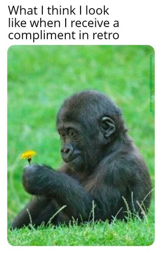 Photo of a young ape holding a flower and looking awkwardly at it.

Caption: What I think I look like when I receive a compliment in retro
