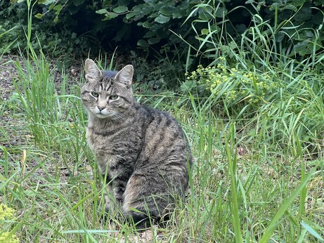 The culprit (Tabby - clearly in disguise)