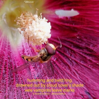 A close-up into a red hollyhock flower with a yellow stamen on which a hoverfly looks at the camera. Additionally a haiku:

hummung and twitt'ring
drowned out by cloud cover's shade
wee vampires leave marks

© Stefanie Neumann - @KokopelliBFree