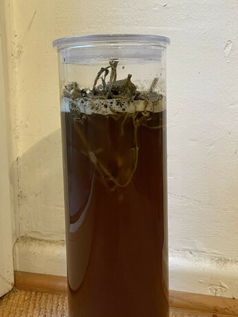 A large glass with some foamy opaque fluid. There are some rumpled looking leaves and stems floating in the brew.