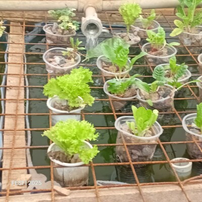 Using water farming in pipes