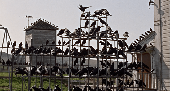 Crows fill the jungle gym at a school in a scene from Alfred Hitchcock's The Birds.