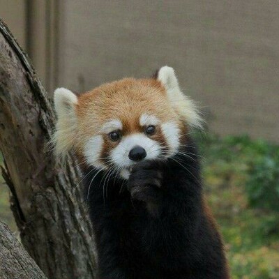 A picture of a Red Panda.
