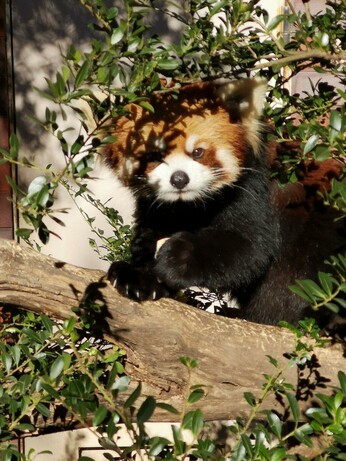 A picture of a Red Panda.