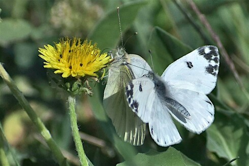 Butterflies, flower, closeup, color, photo
