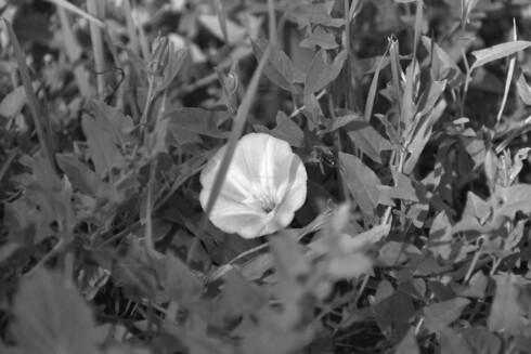 Flower, grass, black and white, photo