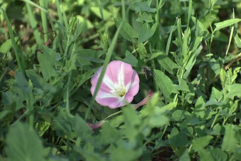 Flower, grass, color, photo