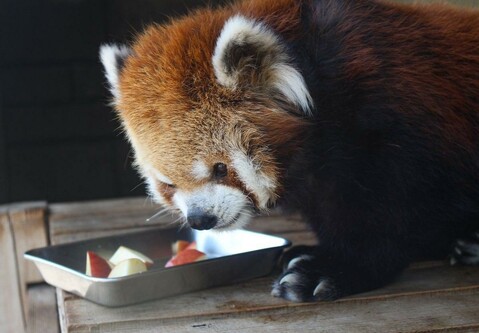 A picture of a Red Panda.