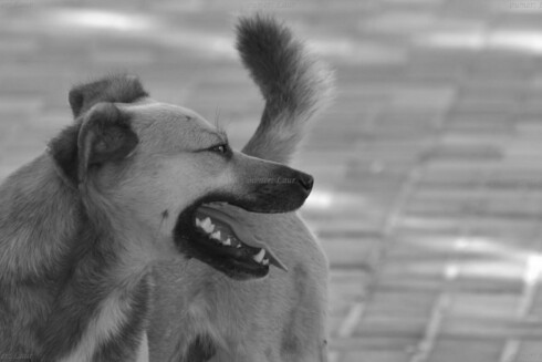 Dog, closeup, black and white, photo