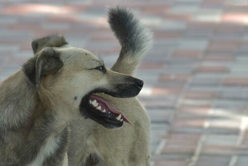 Dog, closeup, color, photo