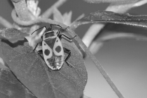 Insect, closeup, black and white, photo