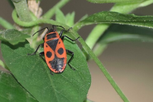Insect, closeup, color, photo