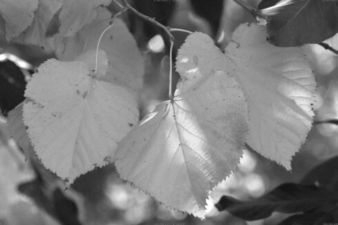 Leaves, closeup, black and white, photo