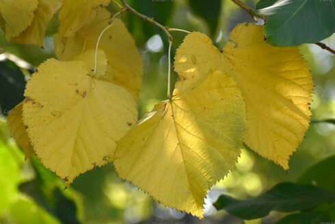 Leaves, closeup, color, photo