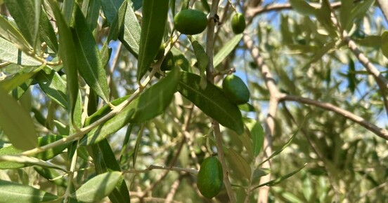 High-phenolic olive oil effective at low dose