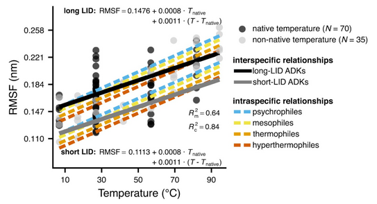Scatterplot of the relationship between the root mean square fluctuation of alpha carbon atoms (a measure of structural flexibility) and temperature for the adenylate kinases in our study. The plot includes fitted lines and regression parameter estimates.
