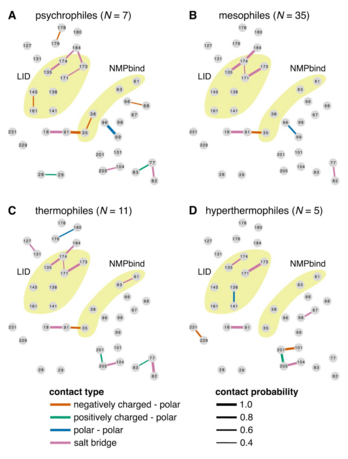 Four network plots of contacts between pairs of amino acid alignment columns of psychrophilic, mesophilic, thermophilic, and hyperthermophilic monomeric adenylate kinases in our study. Panels are labelled from A to D.