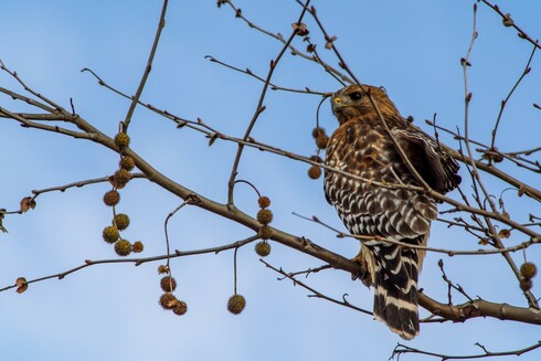 A red-shouldered hawk with distinctive brown and white barred plumage perches among the bare winter branches of a tree. The branches are adorned with numerous round, spiky seed pods (possibly from a sweetgum tree), and the bird is photographed from below against a bright blue sky.