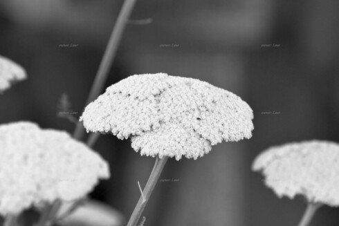 Flower, closeup, black and white, photo