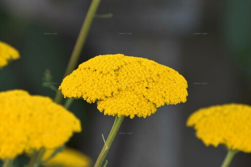 Flower, closeup, color, photo