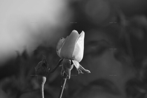 Rose, closeup, black and white, photo