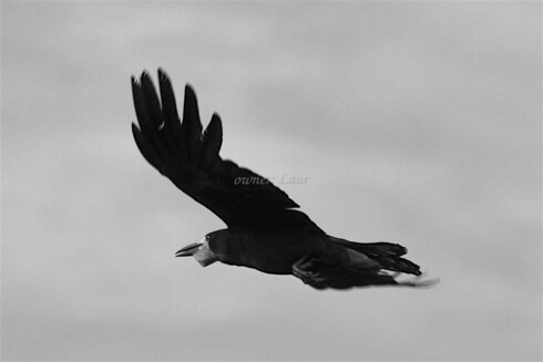 Bird, closeup, black and white, photo
