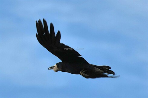 Bird, closeup, color, photo
