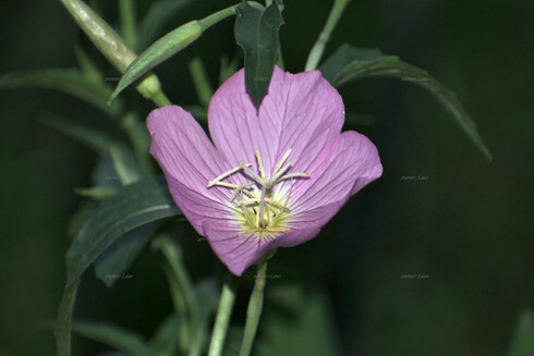 Flower, closeup, color, photo