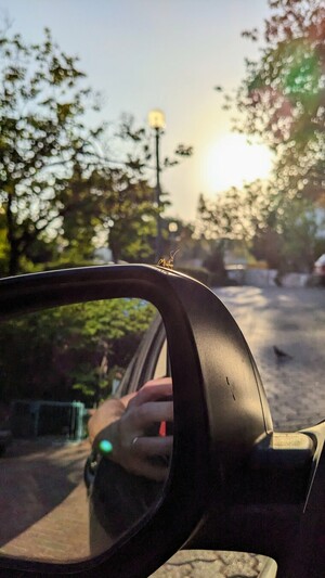 A baby Mantis, perched on the side-view mirror of my car.
