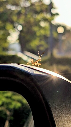 A baby Mantis, perched on the side-view mirror of my car; closer.