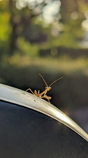 A baby Mantis, perched on the side-view mirror of my car; closest.