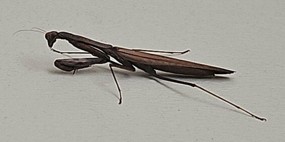 a photo of a brown praying mantis sitting on a wall.